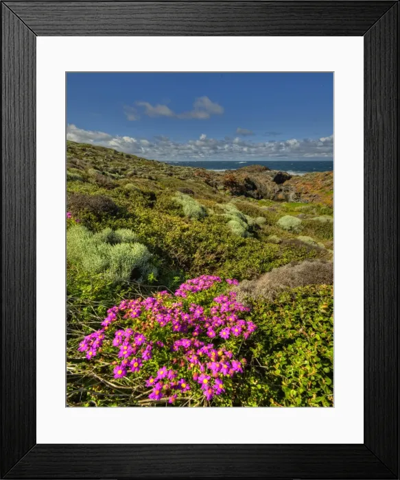 Framed Print : Spring blooms at Devils Gap, King Island, Bass Strait, Tasmania, Australia