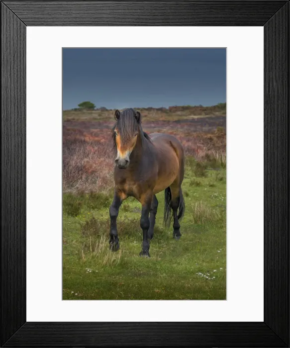 Framed Print : Exmoor pony