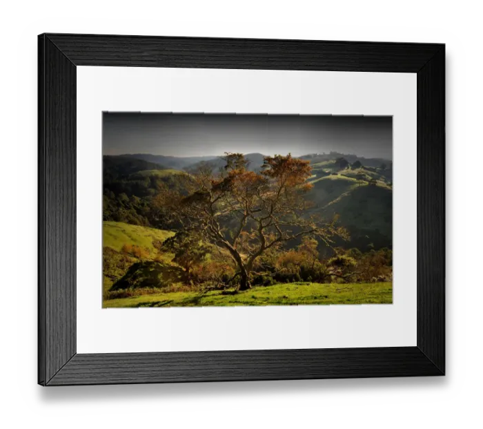 Framed Print : Back lit tree in the Otway ranges, Victoria, Australia