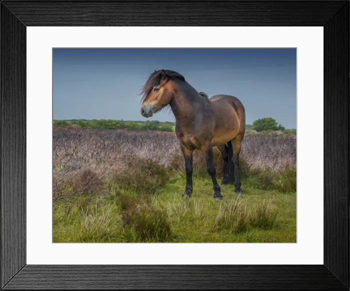 Framed Print : Exmoor pony