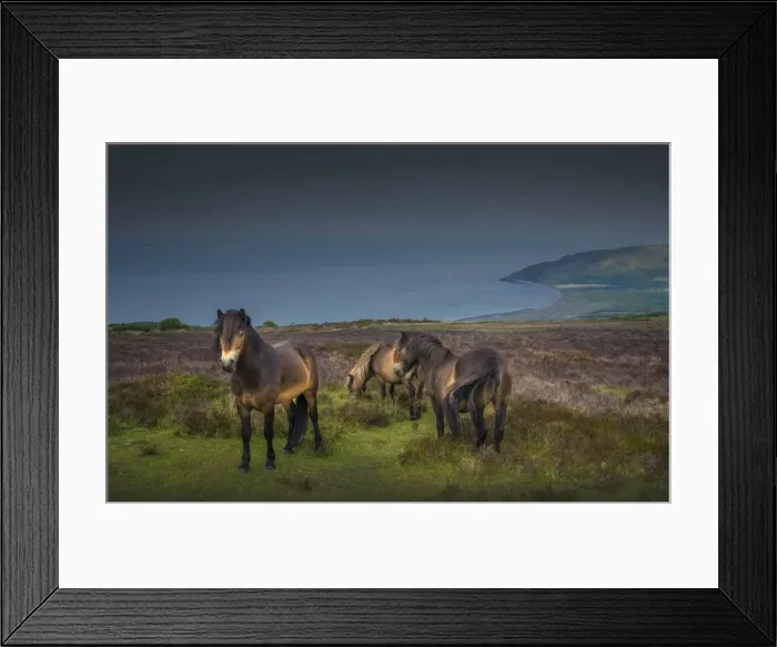 Framed Print : Exmoor ponies