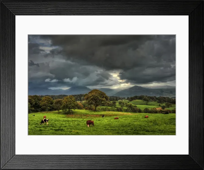 Framed Print : Grazing cattle Framed Print : Grazing cattle