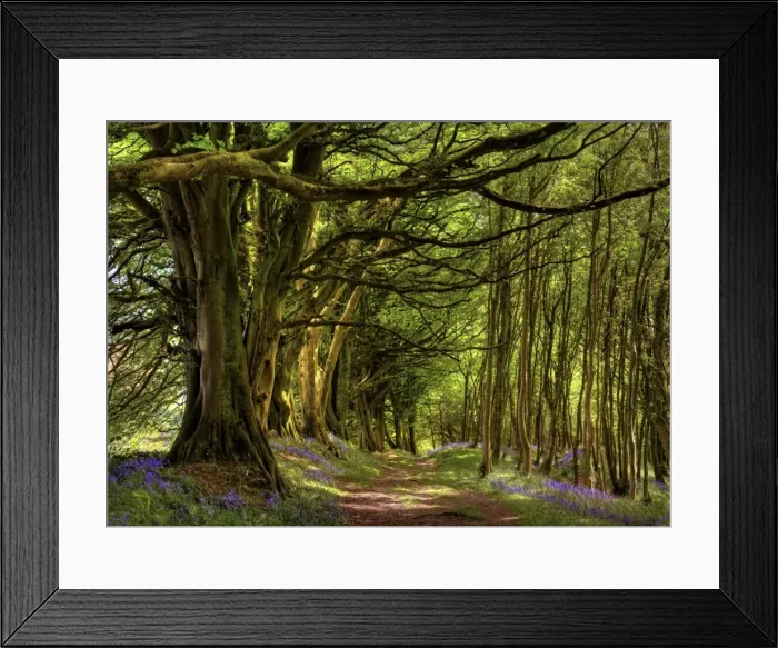 Framed Print : Lewesdon hill spring Framed Print : Lewesdon hill spring
