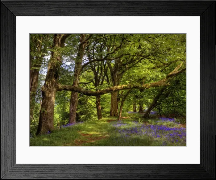 Framed Print : Lewesdon Hill springtime Framed Print : Lewesdon Hill springtime
