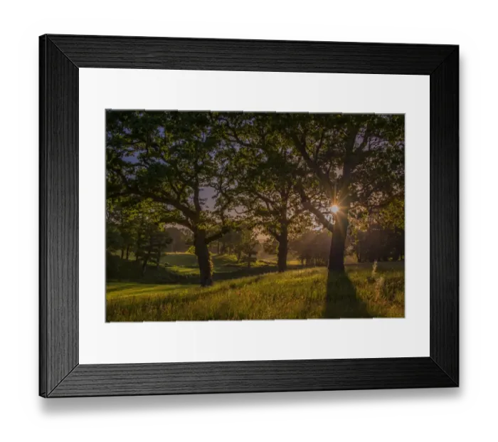 Framed Print : Evening Light at Creech forest