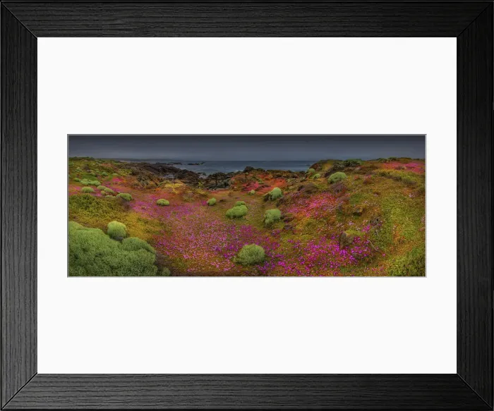 Framed Print : Summer blooms, Cape Wickham, King Island, Bass Strait, Tasmania, Australia Framed Print : Summer blooms, Cape Wickham, King Island, Bass Strait, Tasmania, Australia