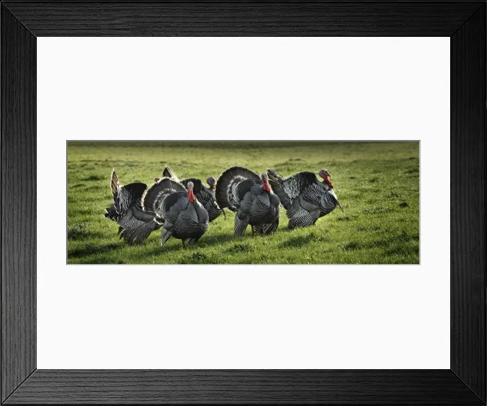 Framed Print : Wild Turkeys roaming in the countryside of King Island, Bass Strait, Tasmania, Australia