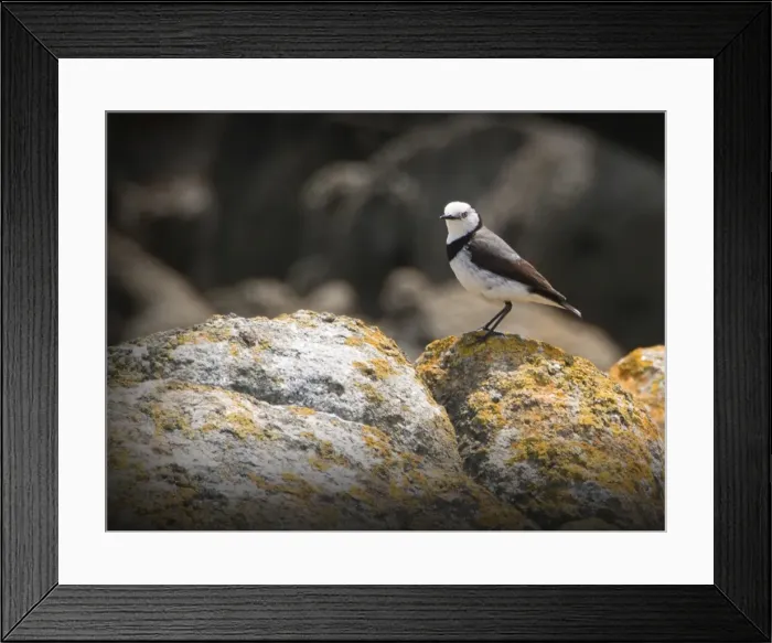 Framed Print : White fronted Chat, King Island, Bass Strait, Tasmania, Australia