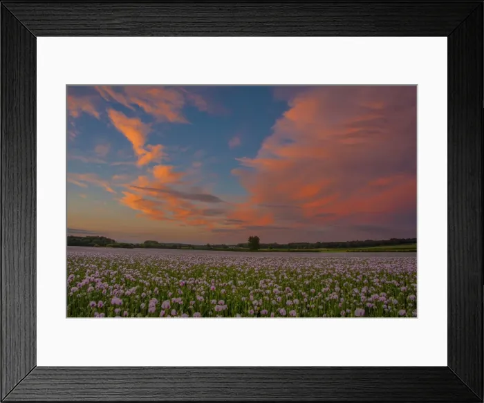 Framed Print : Poppies at dusk Framed Print : Poppies at dusk