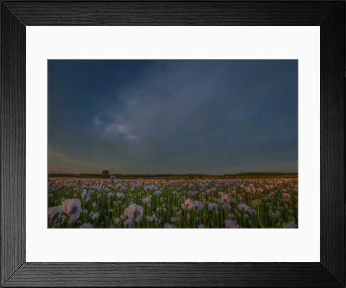 Framed Print : Poppies at dusk