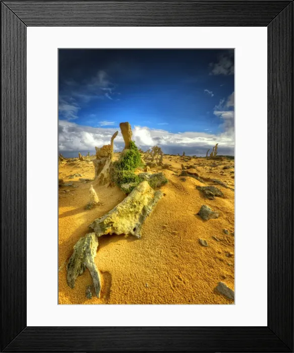 Framed Print : The Calcified Forest King Island
