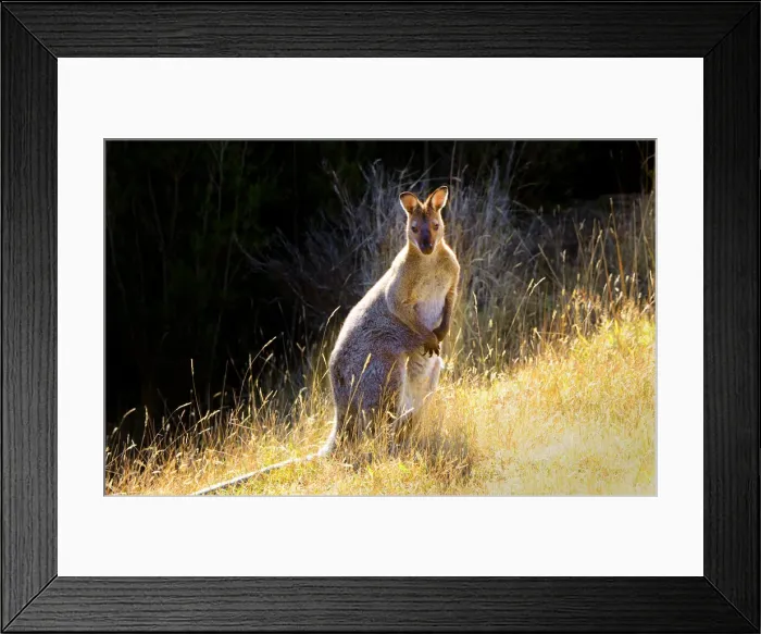 Framed Print : Bennetts Wallaby Framed Print : Bennetts Wallaby