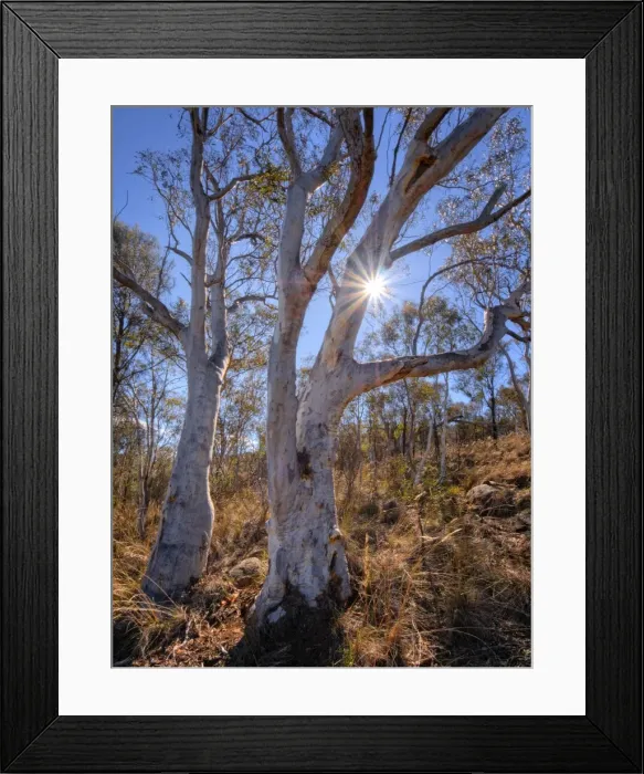 Framed Print : Bushland on Mount Ainslie, Canberra, ACT, Australia