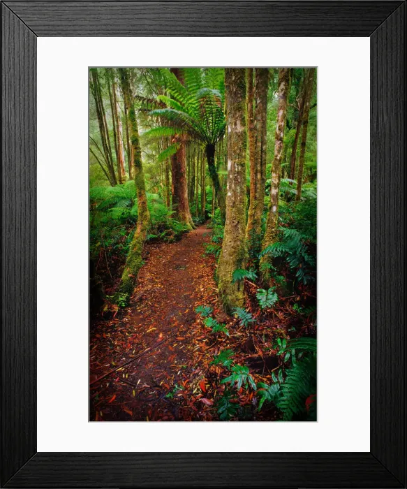 Framed Print : Rainforest walk, southern New South Wales, Australia Framed Print : Rainforest walk, southern New South Wales, Australia