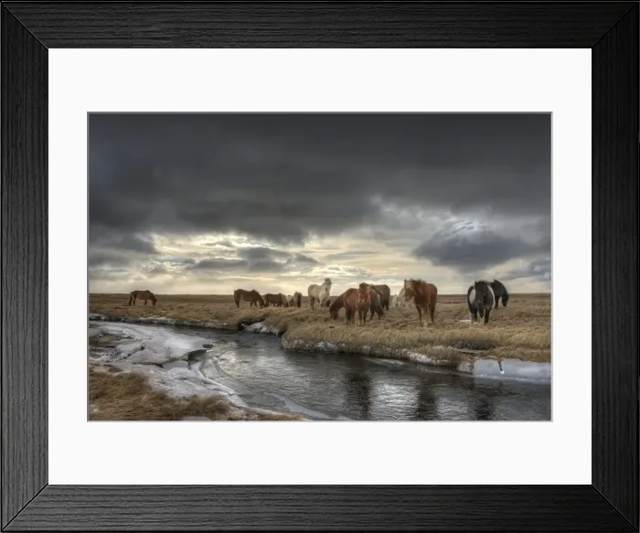 Framed Print : Gathering of Icelandic horses Framed Print : Gathering of Icelandic horses