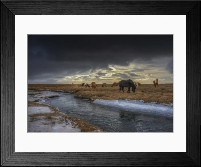 Framed Print : Icelandic Horses Feeding Framed Print : Icelandic Horses Feeding