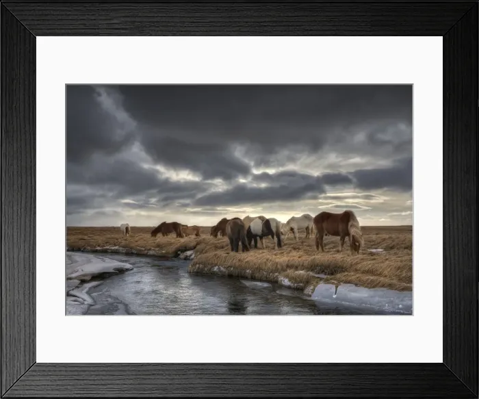 Framed Print : Icelandic Horses Framed Print : Icelandic Horses