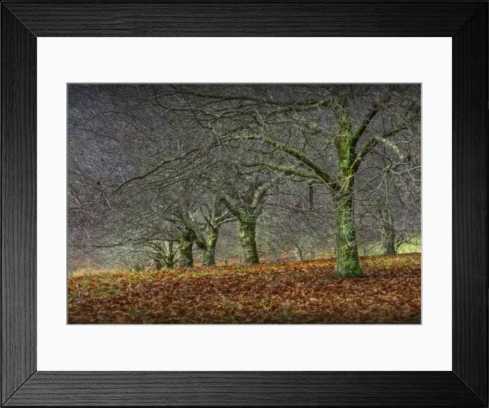 Framed Print : Chestnut orchard in winter, Macedon Ranges, Victoria, Australia