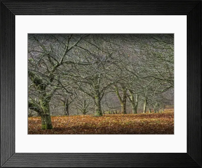 Framed Print : Chestnut orchard in winter, Macedon Ranges, Victoria, Australia