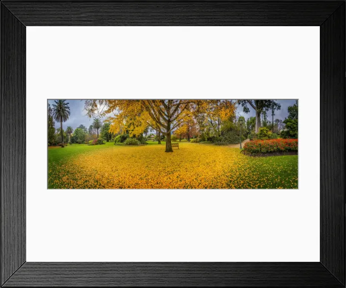 Framed Print : Albury botanical gardens in Autumn, New South Wales, Australia Framed Print : Albury botanical gardens in Autumn, New South Wales, Australia