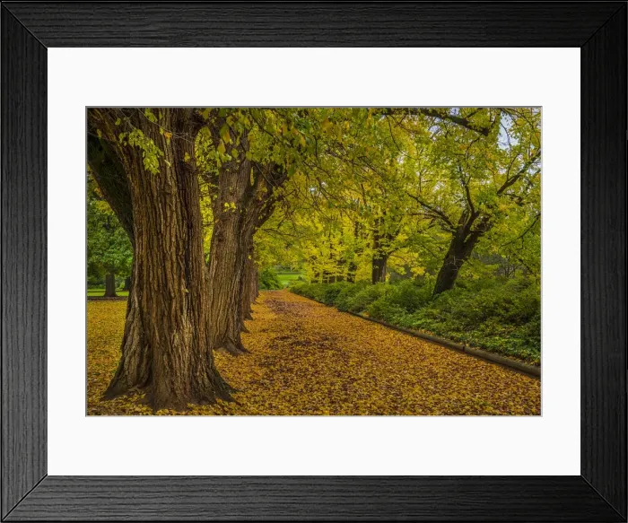 Framed Print : Albury botanical gardens in Autumn, New South Wales, Australia