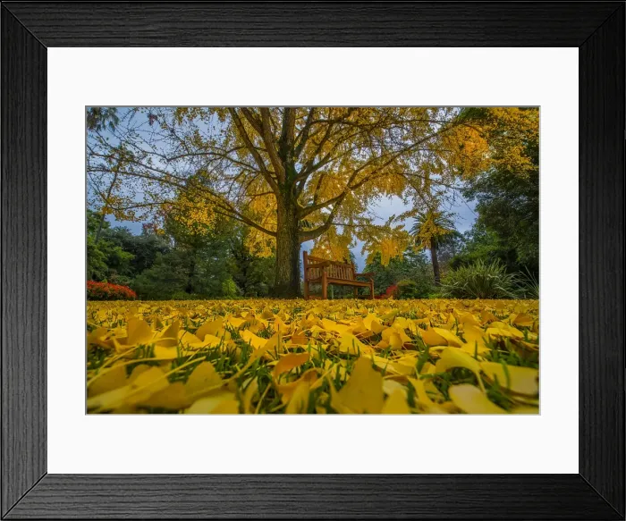 Framed Print : Albury botanical gardens in Autumn, New South Wales, Australia Framed Print : Albury botanical gardens in Autumn, New South Wales, Australia