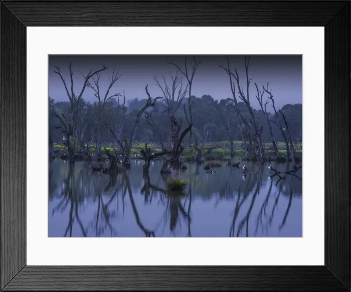 Framed Print : Murray River, Billabong, Dawn reflections, Victoria, Australia