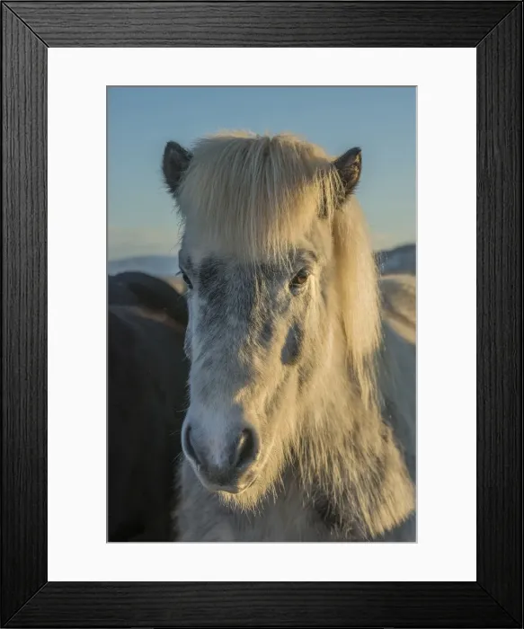 Framed Print : Icelandic horse at Hvanneyri, Iceland