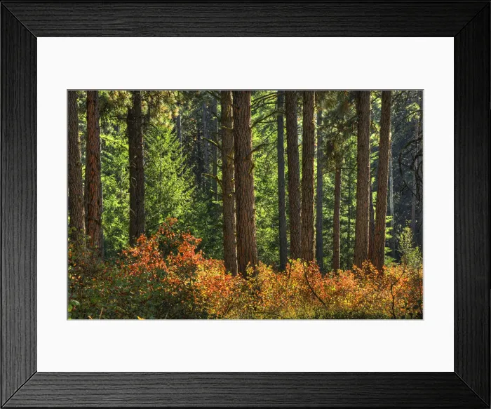 Framed Print : Forest in the Palouse region of Washington state, USA Framed Print : Forest in the Palouse region of Washington state, USA