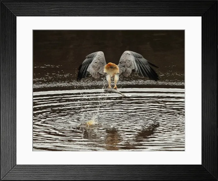 Framed Print : Sea Eagle fishing in river