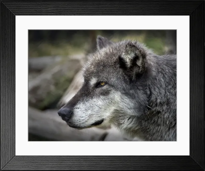 Framed Print : Timber Wolf Framed Print : Timber Wolf