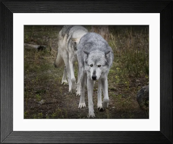 Framed Print : High country Grey Wolf