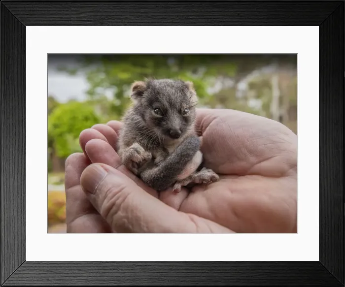 Framed Print : New-born ring-tailed Possum Framed Print : New-born ring-tailed Possum