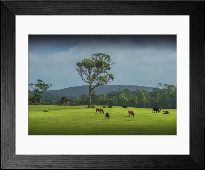 Framed Print : Pastural scene near Walkers hill, Flinders Island, Bass Strait, Tasmania Framed Print : Pastural scene near Walkers hill, Flinders Island, Bass Strait, Tasmania