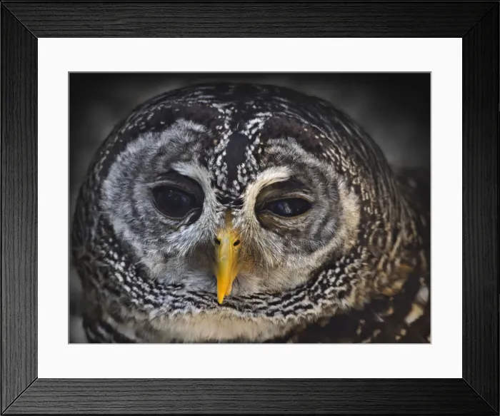 Framed Print : A portrait on an Owl