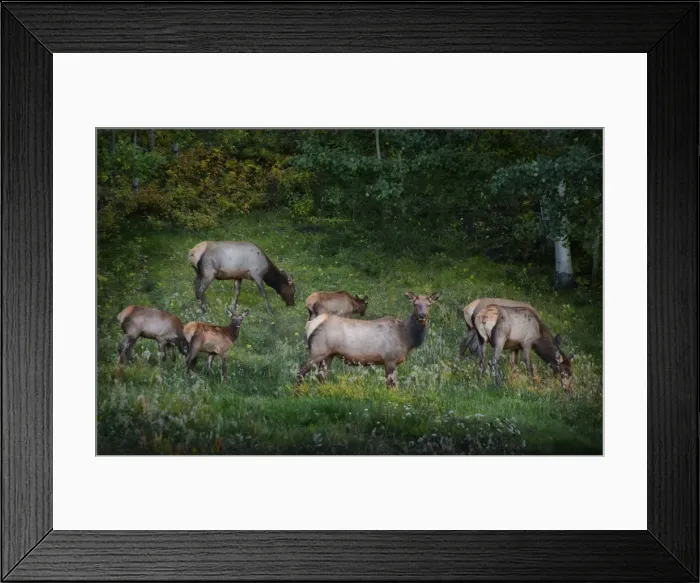 Framed Print : Elk feeding, near the Bear Tooth highway, Montana, United States of America Framed Print : Elk feeding, near the Bear Tooth highway, Montana, United States of America