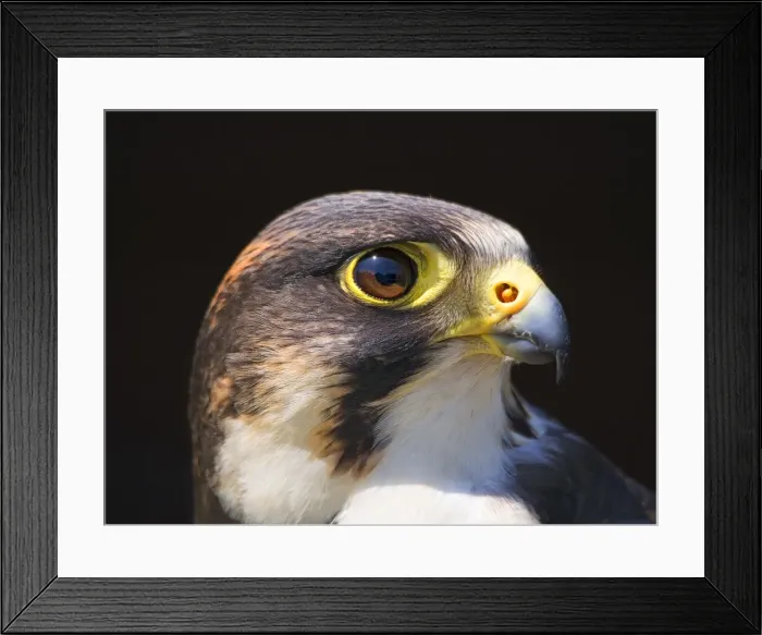 Framed Print : Peregrine Falcon Framed Print : Peregrine Falcon
