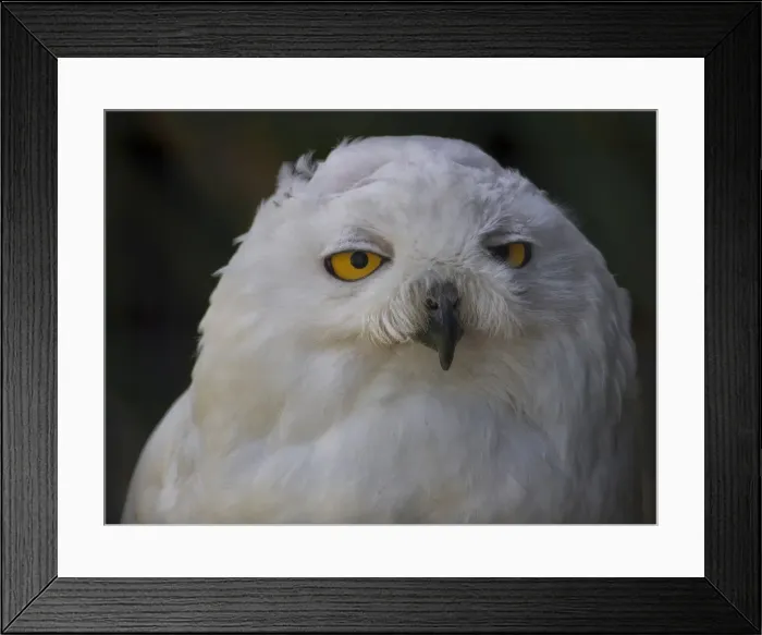 Framed Print : Snowy Owl