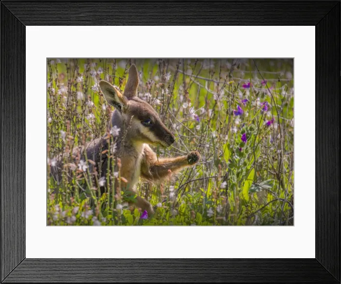 Framed Print : The Yellow footed Wallaby, an endangered species found in the Flinders Ranges national park, South Australia