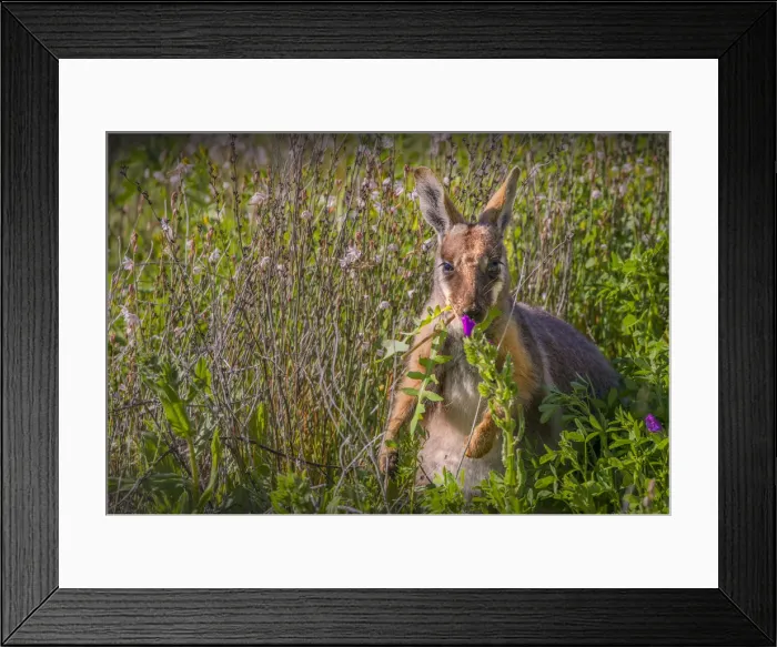 Framed Print : The Yellow footed Wallaby, an endangered species found in the Flinders Ranges national park, South Australia Framed Print : The Yellow footed Wallaby, an endangered species found in the Flinders Ranges national park, South Australia