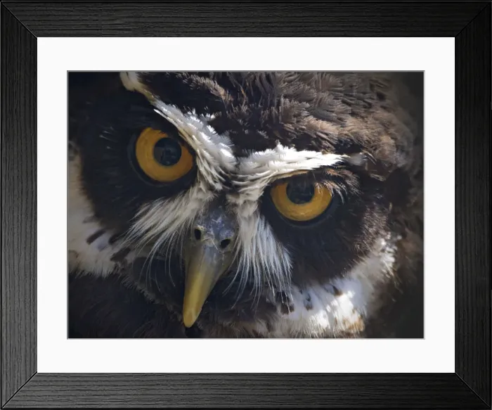 Framed Print : Spectacled Owl