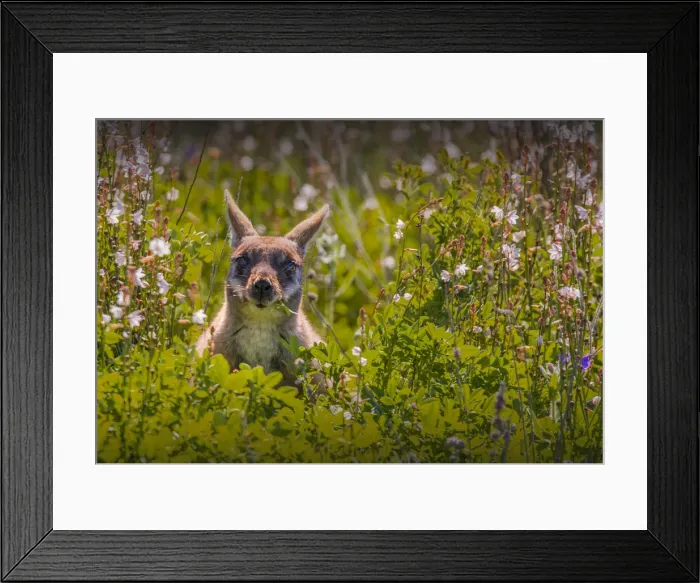 Framed Print : The Yellow footed Wallaby, an endangered species found in the Flinders Ranges national park, South Australia