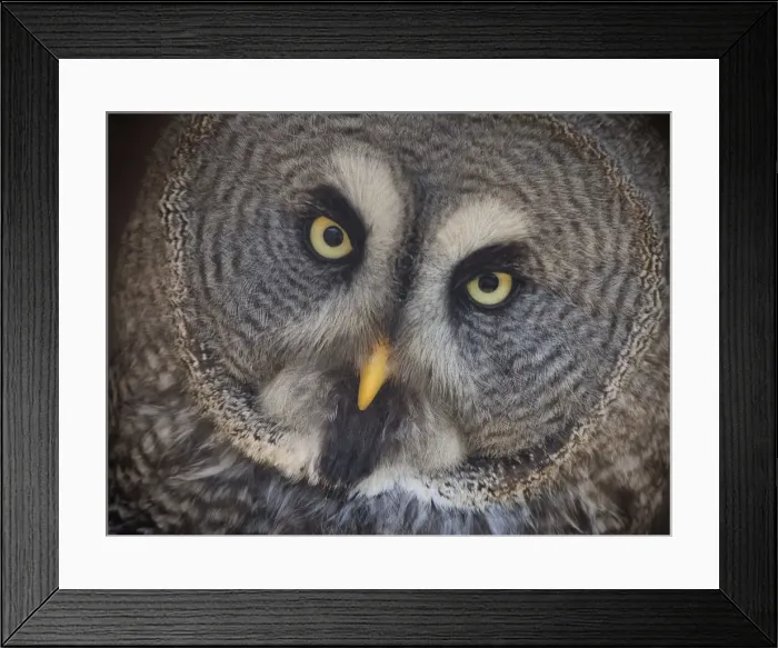 Framed Print : Great Grey Owl