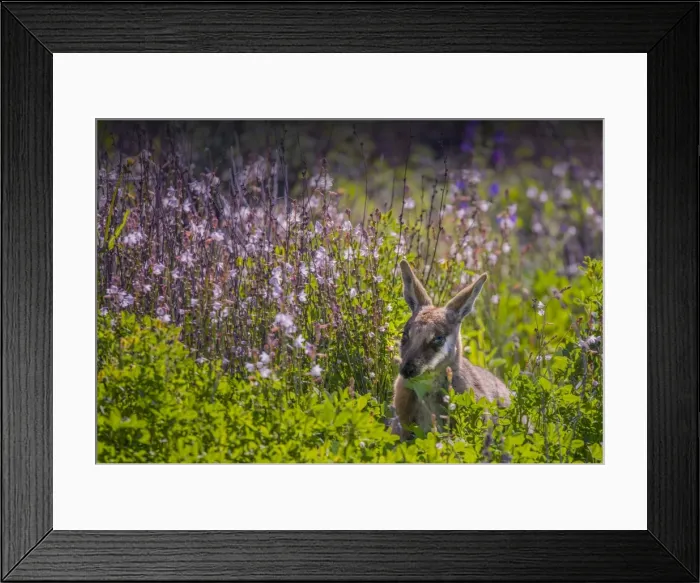 Framed Print : The Yellow footed Wallaby, an endangered species found in the Flinders Ranges national park, South Australia