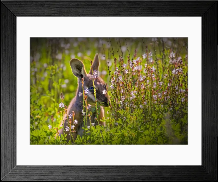 Framed Print : The Yellow footed Wallaby, an endangered species found in the Flinders Ranges national park, South Australia