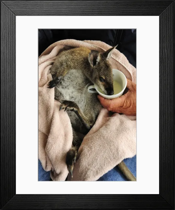 Framed Print : Mealtime of milk for a baby Bennetts Wallaby