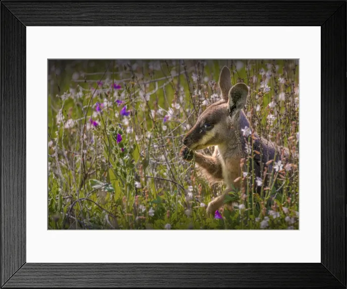 Framed Print : The Yellow footed Wallaby, an endangered species found in the Flinders Ranges national park, South Australia Framed Print : The Yellow footed Wallaby, an endangered species found in the Flinders Ranges national park, South Australia