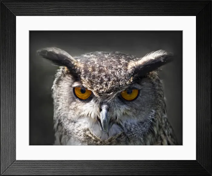 Framed Print : Horned Owl