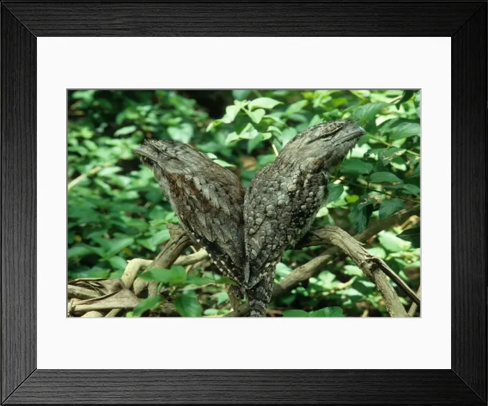 Framed Print : Pair of Tawny Frogmouths resting in a tree branch Framed Print : Pair of Tawny Frogmouths resting in a tree branch