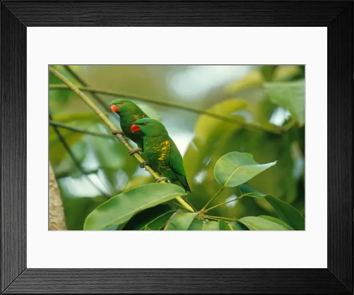 Framed Print : King Parrots sitting in a tree branch